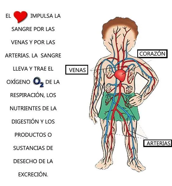 17 Best ideas about Sistema Circulatorio Corazon on Pinterest ...