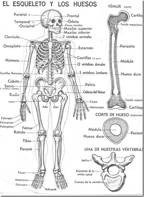 17 mejores ideas sobre Dibujo Del Esqueleto Humano en Pinterest ...