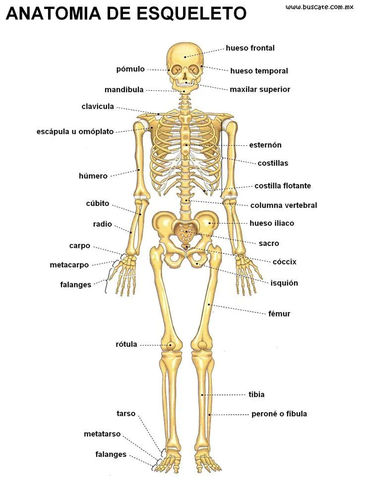17 mejores ideas sobre Esqueleto Humano Partes en Pinterest ...