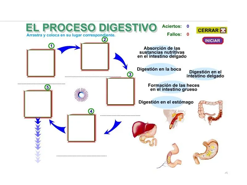 Actualízate y aprende: Fases del Proceso Digestivo