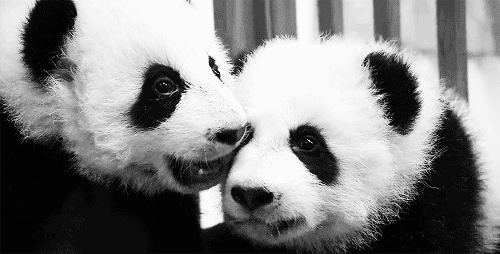 adorable pandas | Tumblr