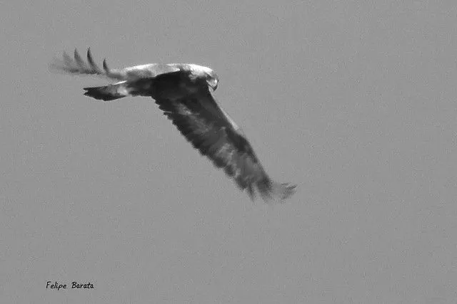 Águila Real, blanco y negro | Flickr - Photo Sharing!