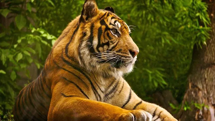 Alone Tiger 1080P Wallpaper | Animals HD Wallpaper | Pinterest ...