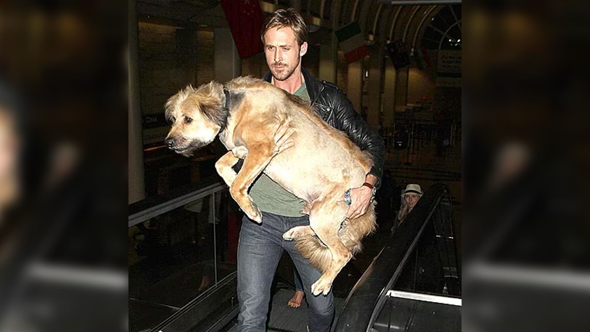 El amor de su vida: Así era George, el perro de Ryan Gosling - Paloma & Nacho