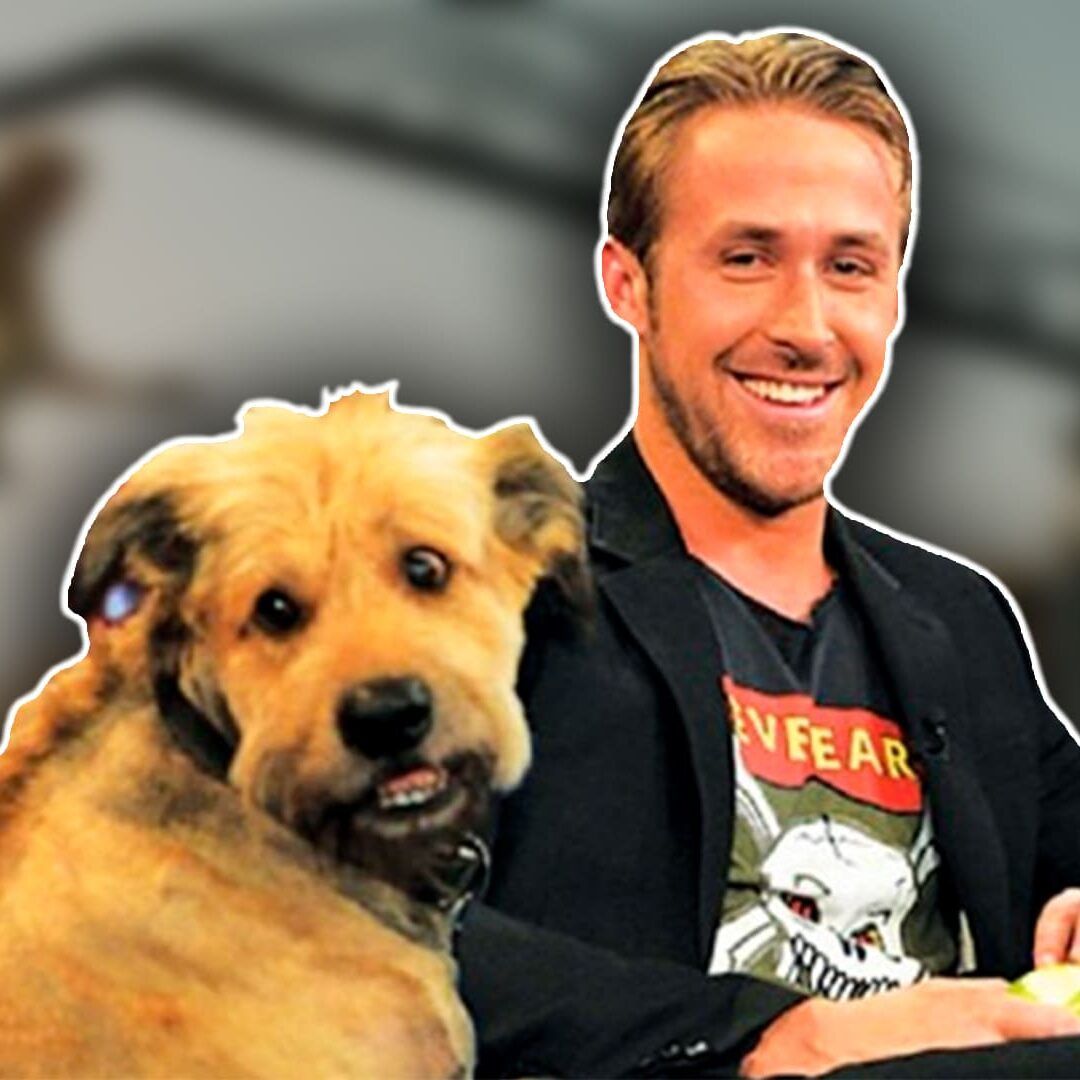 El amor de su vida: Así era George, el perro de Ryan Gosling - Paloma & Nacho