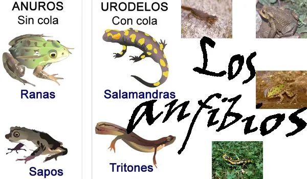 Animales de anfibios - Imagui