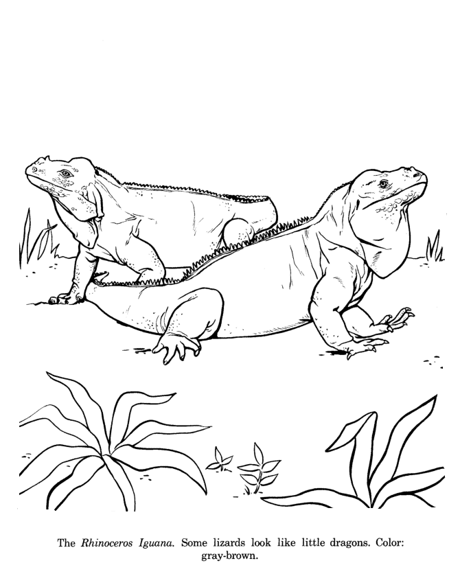 Animal Drawings Coloring Pages | Rhinoceros Iguana animal ...