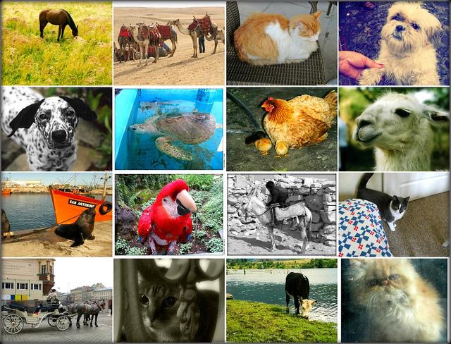 Animales del mundo - Paperblog