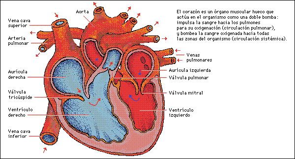 Aparato Circulatorio - Monografias.com