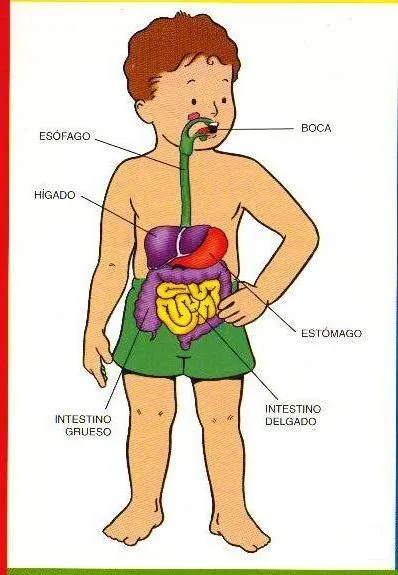 el sistema digestivo es el encargado del proceso de la digestion