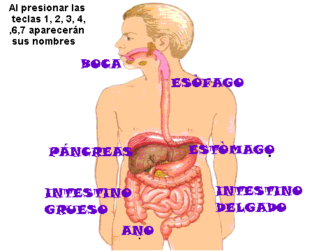 Sistema digestivo con sus partes para niños - Imagui