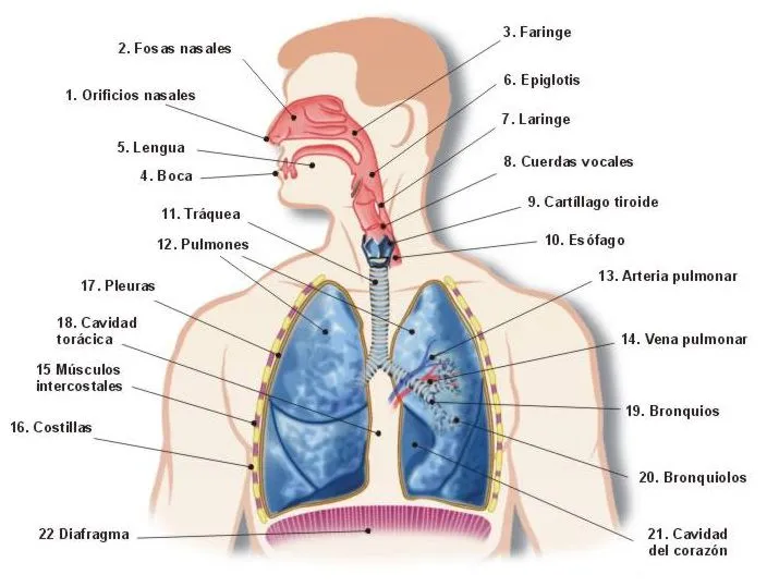Esquema del aparato respiratorio para niños - Imagui
