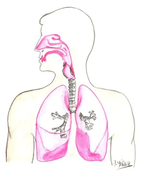  ... en el dibujo tomando en cuenta las partes del sistema respiratorio