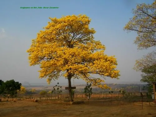 El árbol araguaney - Imagui