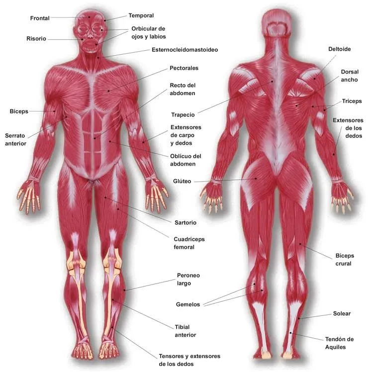 cuerpo humano sistema muscular recursos escolares para picture Car ...