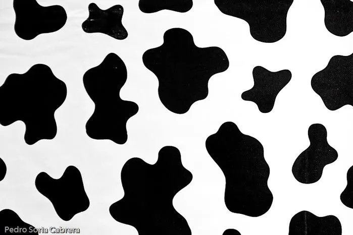 Carita de vaca - Imagui