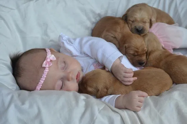 Bebé durmiendo con cachorros | Las mejores imágenes