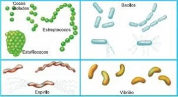 Biomagnetismo - Terapia con Imanes y Bioenergética: Bacterias ...