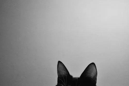 black whiskers | Tumblr