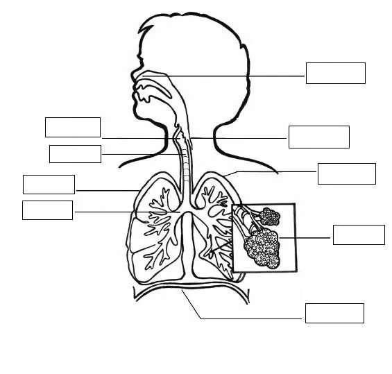  ... del aparato respiratorio, señalando la función de cada uno de ellos