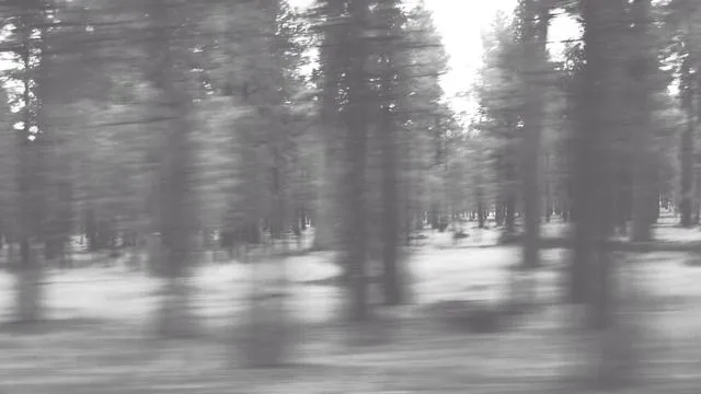 soy un bosque | Tumblr