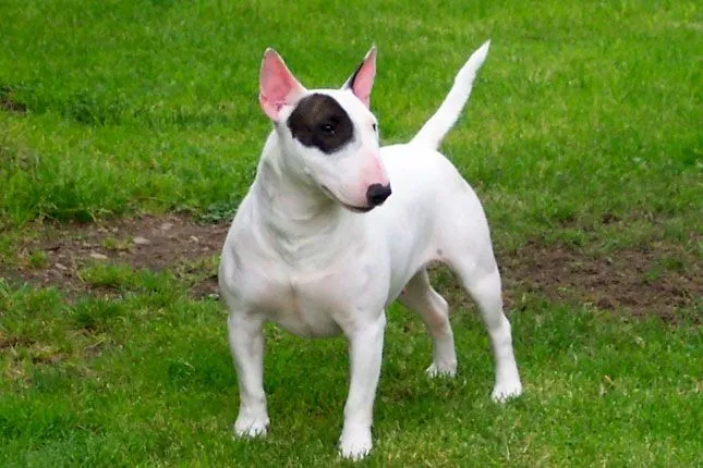 Bull Terrier Puppies for Sale from Reputable Dog Breeders