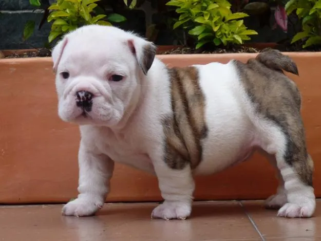 Cachorro de Bulldog Inglés de 3 meses | Mundo Perro