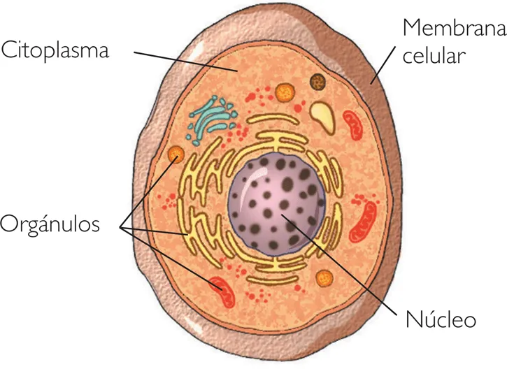 Dibujos faciles de celula animal - Imagui