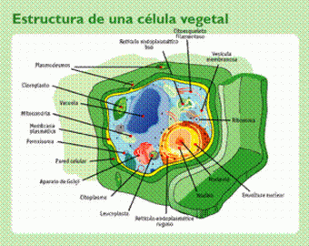 Celula vegetal animal para imprimir - Imagui