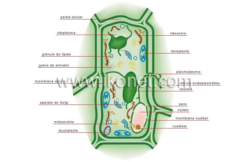 La célula animal y vegetal para colorear - Imagui
