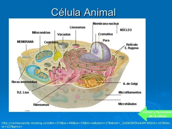 Celulas Vegetal Y Animal