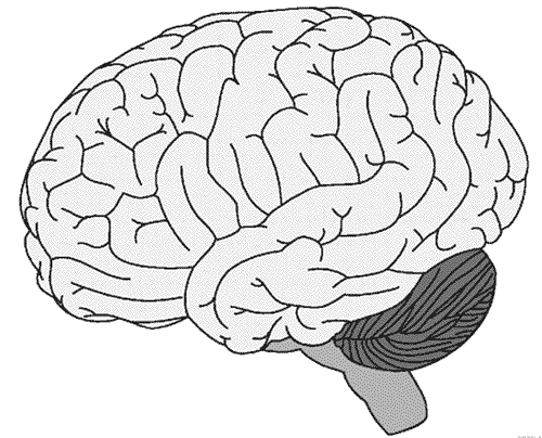 Imagen cerebro humano para colorear - Imagui