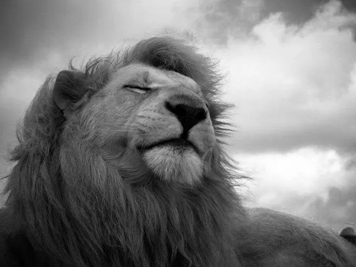 Tu cicatriz en mi ☼ • #Lion #Leon #King #Animal