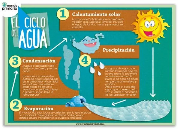 El ciclo del agua para niños de Primaria: infografía educativa