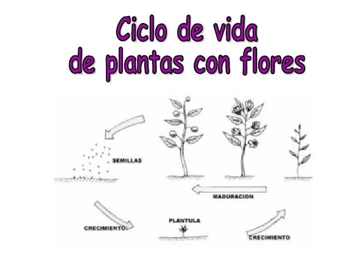 Ciclo de reproduccion de las plantas para niños - Imagui