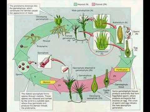 Ciclo de vida das Briófitas. - YouTube