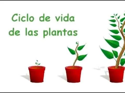 Ciclo de vida de las plantas - YouTube