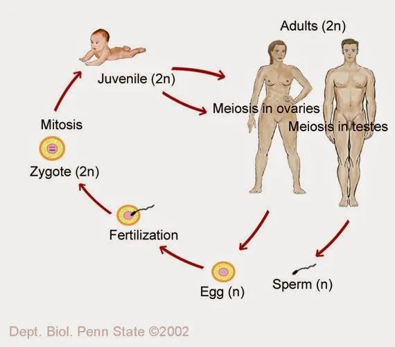 Ciencias de Joseleg: El ciclo de vida del hongo en comparación con ...