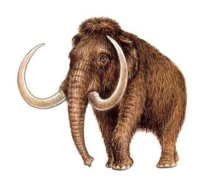 Científicos rusos quieren clonar un mamut congelado. - Taringa!