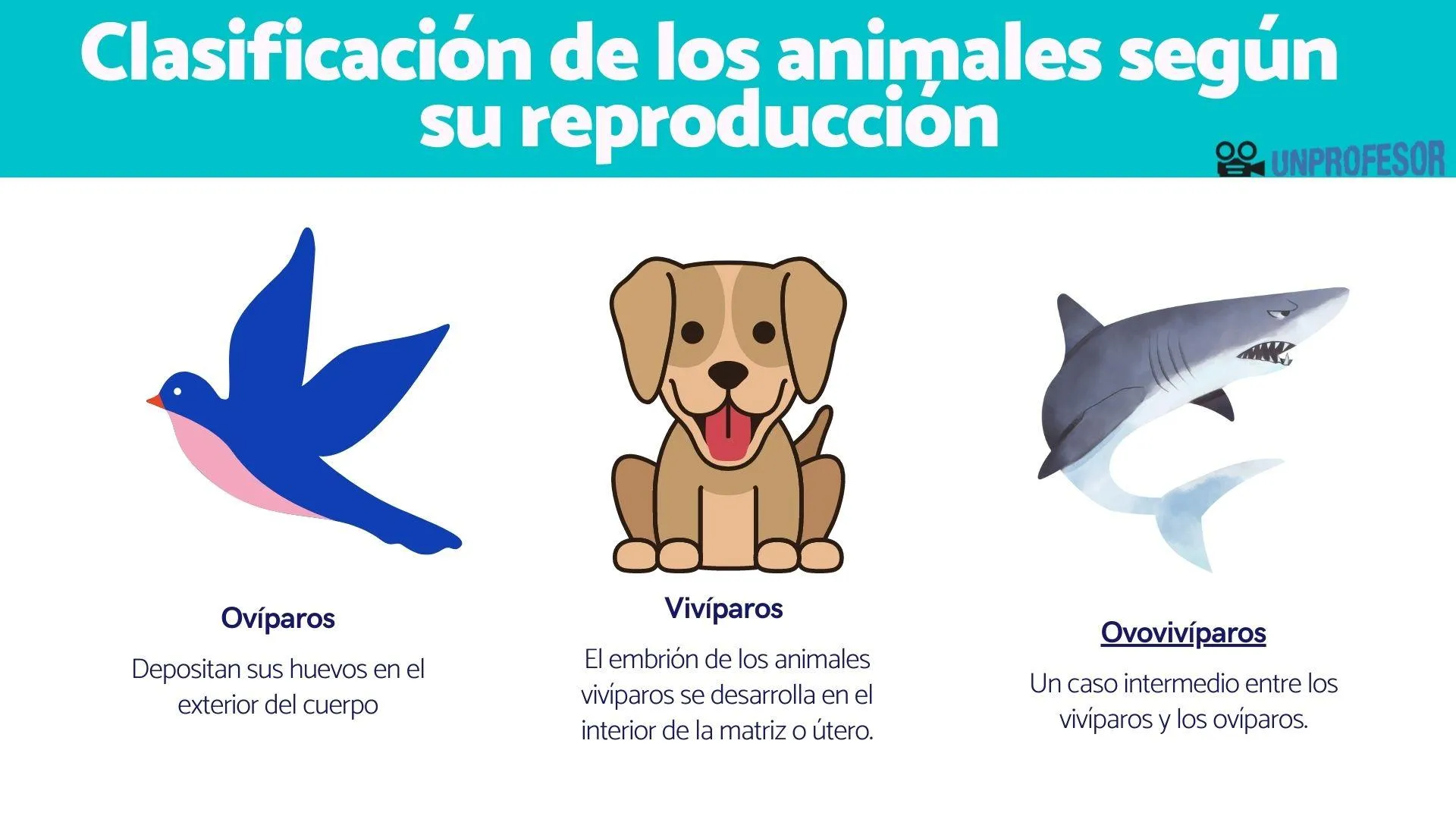 Clasificación de los ANIMALES según su REPRODUCCIÓN: ovíparos, vivíparos y  ovovivíparos