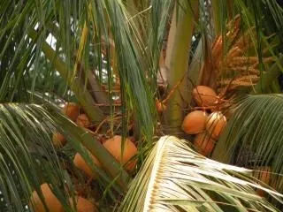 cocos palmeras | Descargar Fotos gratis