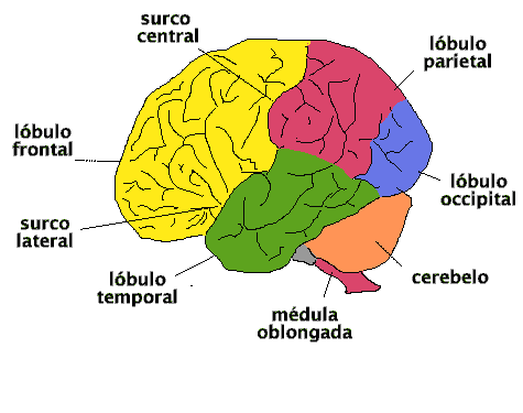 El cerebro y sus partes para pintar - Imagui