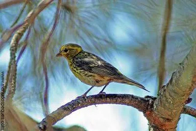 ... FABULA CANCION LEYENDA: CUENTO CON DIBUJO - EL PAJARITO DE NAVIDAD ... FABULA CANCION LEYENDA: CUENTO CON DIBUJO - EL PAJARITO DE NAVIDAD
