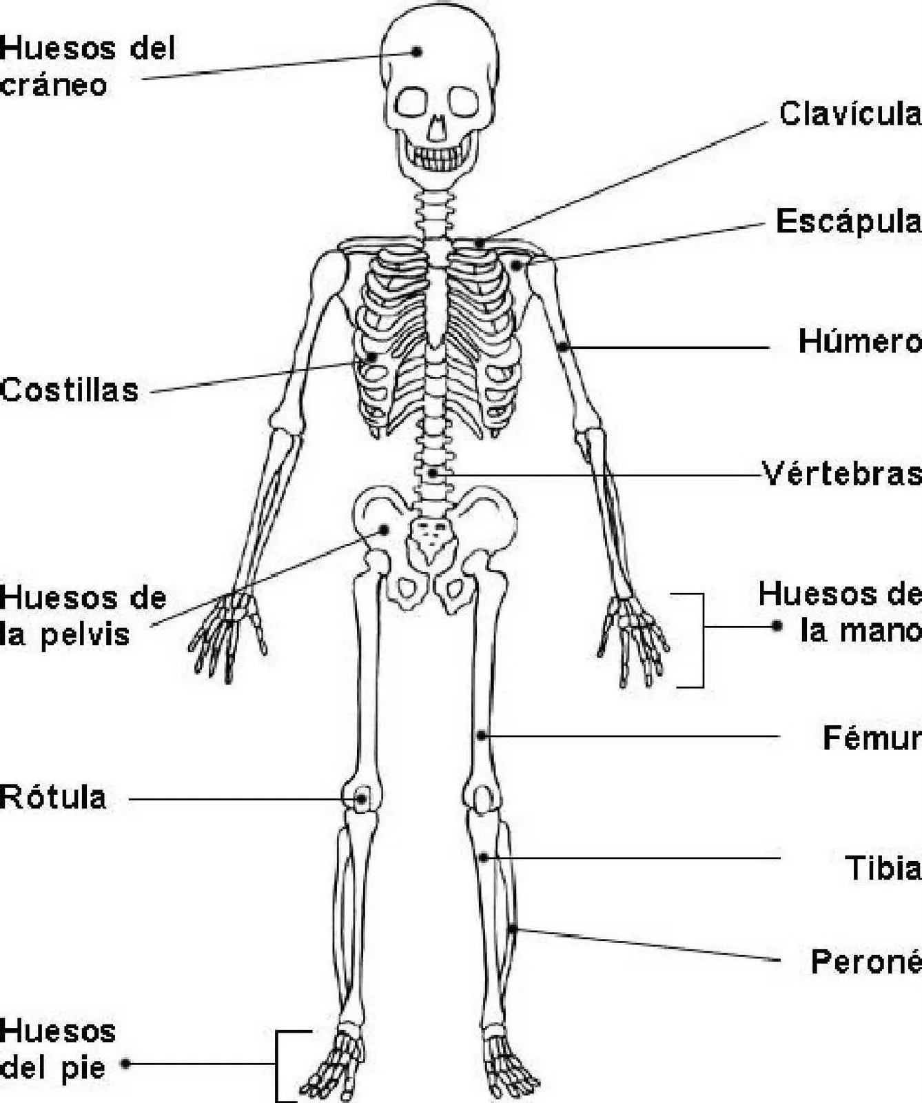 cuerpo humano dibujos de los huesos del craneo y sus partes pelauts