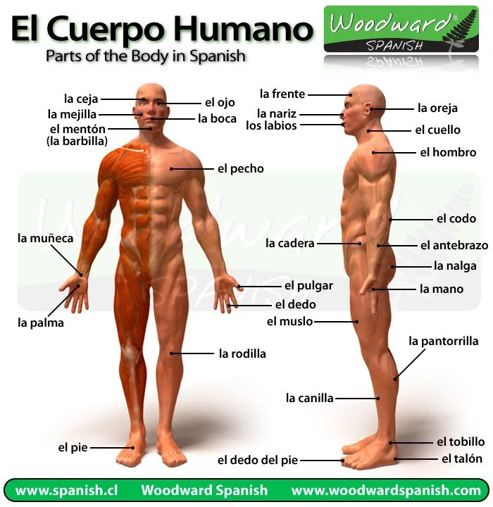 El cuerpo humano y sus partes en español con fotos - Parts of the ...