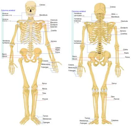 El cuerpo humano con todas sus partes el esqueleto - Imagui