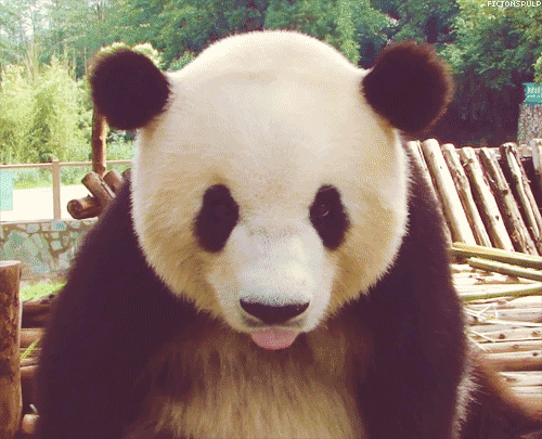 cute panda gif | Tumblr