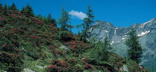 Daksy - amici dei parchi naturali altoatesini | Le Brughiere di ...
