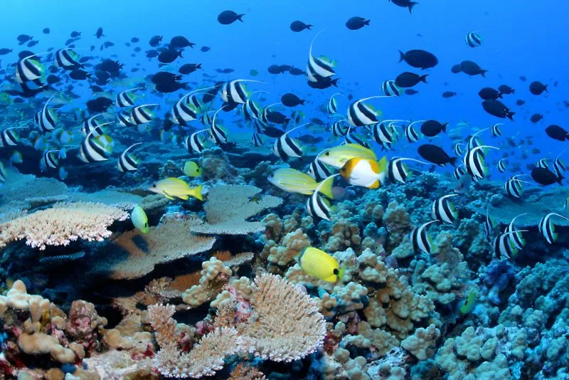 Día de Darwin 2007: los arrecifes de coral – Diario de un copépodo