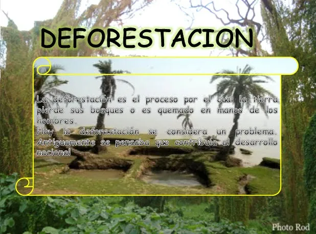La Deforestación: "Tomemos conciencia "